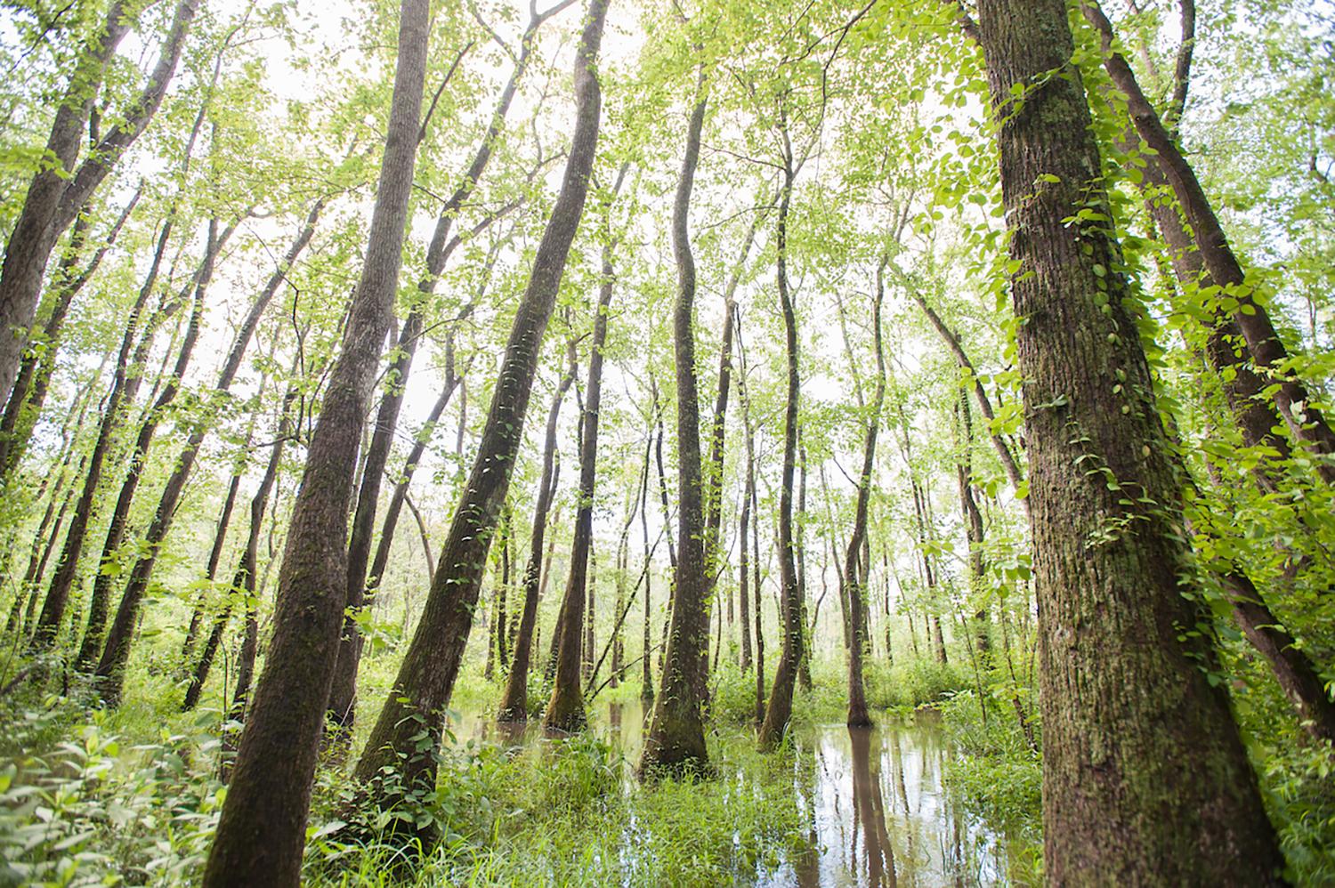 Ebenezer Swamp